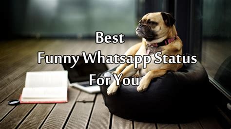 comedy whatsapp status video download|clever funny statuses.